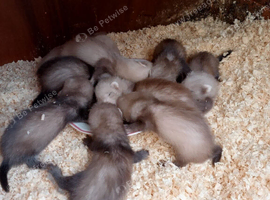 Ferret kits hobs and jills