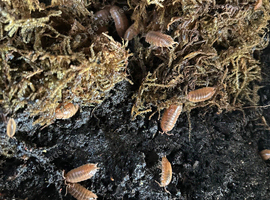 Giant orange isopods for Sale
