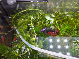 Betta femele