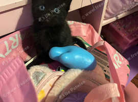 Kittens
