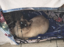 1 year old siamese himalayan