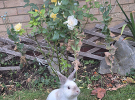 Beautiful lionhead