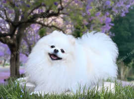 TOP quality Pomeranian ukr x korea x rusk KC