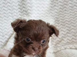 Long Haired Chihuahua Puppies