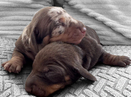 Stunning true to type miniature dachshund girls
