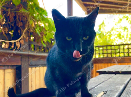 Beautiful Female Cat