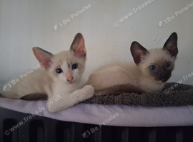 2 x Siamese kittens (male)
