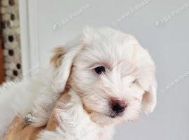 Maltipoo 1girl left,