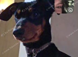Male intact 7 months old
