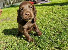 Stunning Cocker spaniel puppies, 1 boy left to reserve