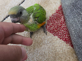 For Sale: Senegal Parrot Babies