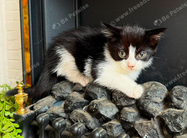 Beautiful kittens
