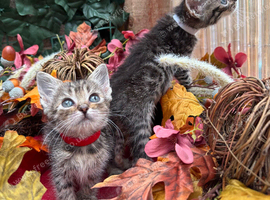 RAGDOLL MIX KITTENS