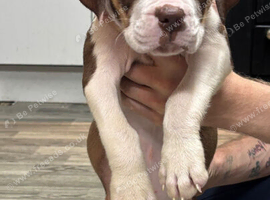 5 american bully x presa canario puppies for sale