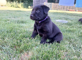 Borador puppies