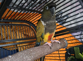 2 year old male