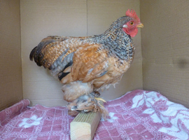 Stunning Pekin Bantam Boys
