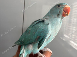 Hand tame baby ringneck
