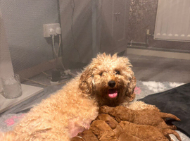 6 beautiful cavapoo puppies
