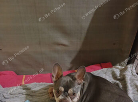 French bulldog puppies for sale