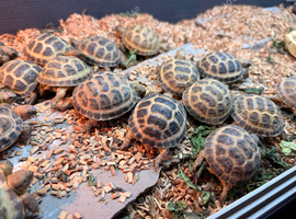 Juvenile Horsfield Tortoises ready to go!