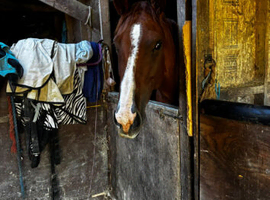 Beautiful unraced blank canvas tb mare