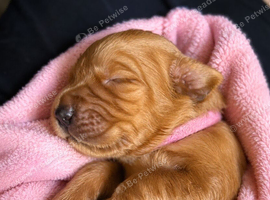 Fox red golden retriever pups RKC registered