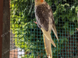 Female cinnamon pied