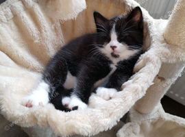 2 male kittens