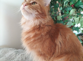 Wanted Main coon stud