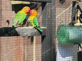 3 lovebirds