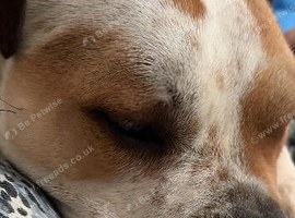 American bulldog cross one years old