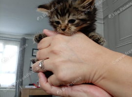 Kittens