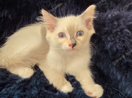 Stunning ragdoll kittens
