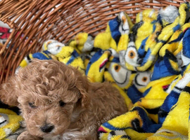 Asian maltipoo puppy girl