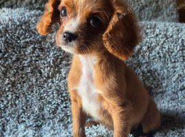Cavapoo Puppies last boy