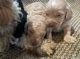 F1b cavapoo therapy dog parents