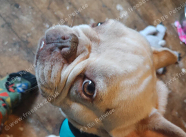 French bulldog