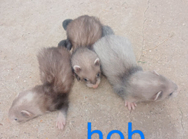 12 baby ferrets