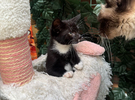 RAGDOLL MIX BOY READY NOW
