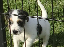 Parson Russell Terriers Cornwall