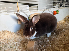 Male Rex rabbit for sale