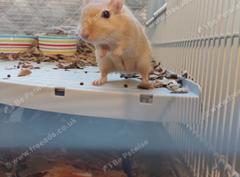Two Female Gerbils