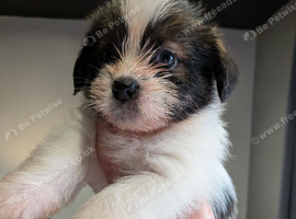 2 Jack Tzu pups