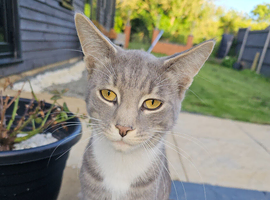 Maine coon cat