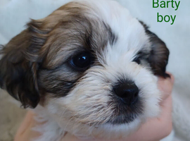 4 Gorgeous Zuchon puppies
