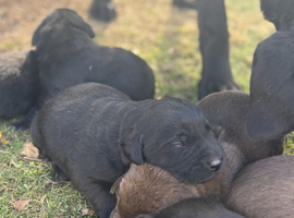 choclate, black dna healthy lab puppies 2 females and 2 males
