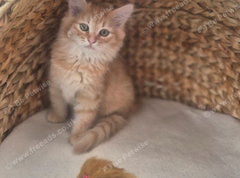 Beautiful Pure Bred Siberian Kittens - Ready Now
