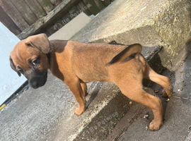 Female Jack Russell puppies