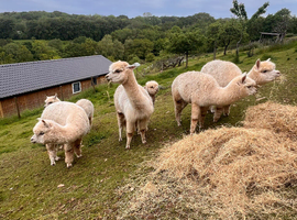 WANTED Halter trained Alpacas x 2 to add to existing herd
